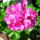 Futomuskatli2_969600_54054_t