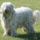 Komondor_969589_21292_t