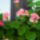 Rozsaszin_muskatli_969545_89852_t