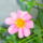 Torpedalia-001_969548_20121_t