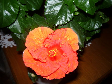 HIBISCUS 1