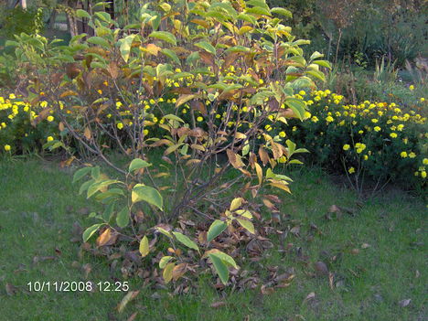 Magnolia ősszi ruhába