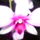 Orchidea_4_906326_64352_t