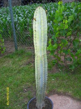 Oszlopkaktusz - Cereus