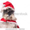 schnauzer-wearing-a-santa-claus