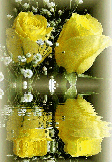 sárga rózsa vizben2