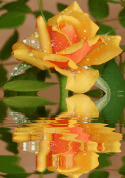 sárga rózsa vizben 1