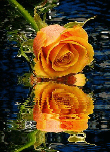 sárga rózsa vizben