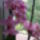 Kovácsné Kriszta orchideái