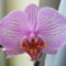 Orchideáim 4