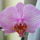 Orchideaim_4_974994_10987_t