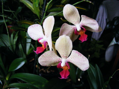 Lepke Orchidea / negyegyére virágzik/