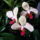 Lepke_orchidea__negyegyere_viragzik_975837_39056_t