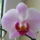 Orchideaim_1-001_975009_43090_t
