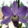 Orchideaim_1-002_975016_17797_t