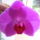 Orchideaim_1-005_975043_40199_t