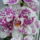 Orchideaim_1-006_975049_27741_t