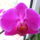 Orchideaim_2-001_975010_66185_t