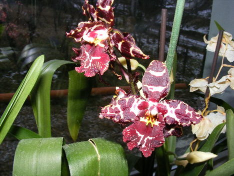 Orchideáim 2