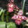 Orchideaim_2-004_975036_80233_t