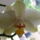 Orchideaim_2-005_975044_68048_t