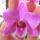 Orchideaim_3-002_975018_87654_t