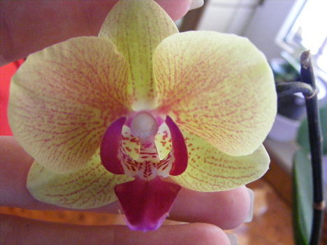 Orchideáim 3