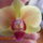 Orchideaim_3-005_975045_95395_t