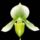 Orchideaim_4-001_975012_18413_t