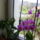 Orchideaim_4-002_975019_42191_t