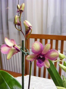 Orchideáim 4