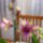 Orchideaim_4-005_975046_44237_t