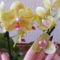 Orchideáim 5