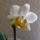 Orchideaim_5-003_975028_86621_t