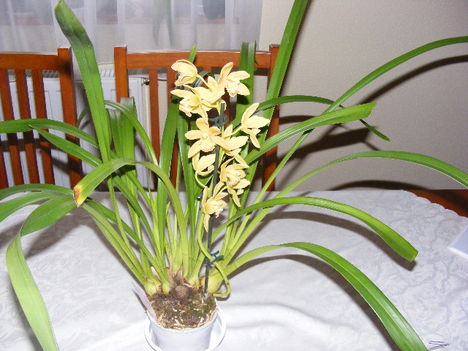 Orchideáim 6