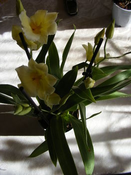 Orchideáim 6