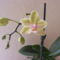 Orchideáim 8