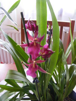 Orchideáim 9