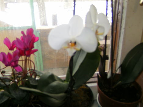 kedvenc Egy fehér orchidea és egy ciklámen az ablakban