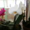 kedvenc Egy fehér orchidea és egy ciklámen az ablakban