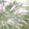 kedvenc Lámpa tísztitó fű,vagy tolborzfű