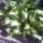 100429_145708_masolata_977448_13895_t