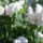 100429_145726_masolata_977449_60173_t