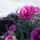 100429_145923_977232_72653_t