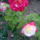 100621_143444_977253_49390_t
