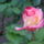 100902_145409_977506_36752_t