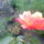 100902_145514_977508_28782_t