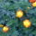 100902_150911_977516_18889_t