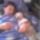 Kutya__977033_35368_t