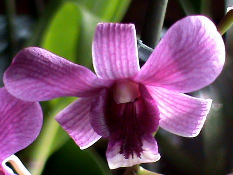 Dendrobium